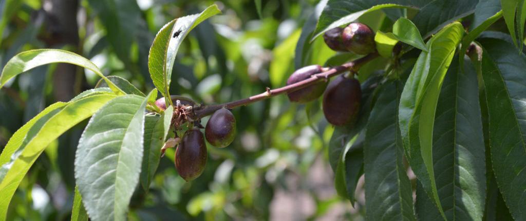 Producción agrícola