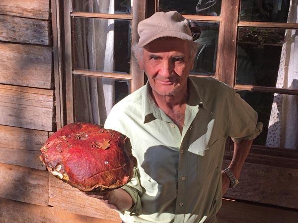 Don Domingo expone una muestra de hongos preparados y exhibidos en la Fiesta del Hongo Silvestre, realizada en el sector La Plata de la Comuna de Paillaco, Región de Los Ríos.