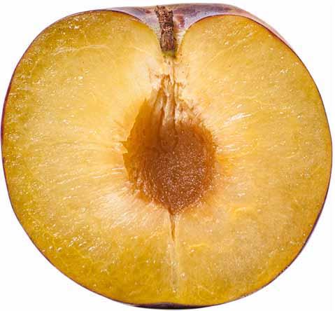 Esta variedad, perteneciente a la Universidad de Chile, ha sido desarrollada por el Laboratorio de Mejoramiento Genético y Calidad de Fruta de la Facultad.