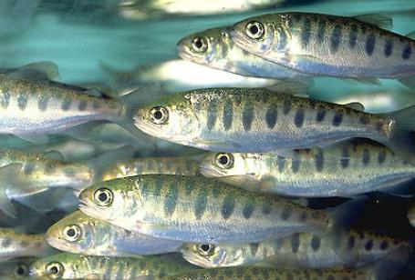 El proyecto se centra en la generación de un producto natural a base de biomasa microalgal cultivada en condiciones controladas con un alto contenido ácidos grasos polinsaturados.