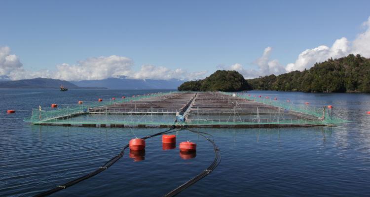 En el Salmón del Atlántico, la calidad de smolt es un factor determinante y puede representar el éxito o fracaso de la producción.