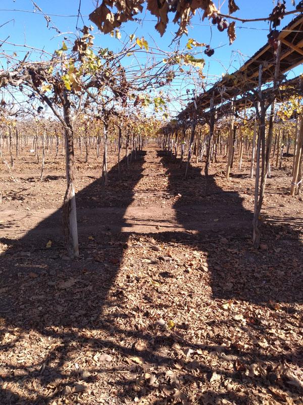 Se destacó el proyecto, ya que esta tecnología logra llegar a los lugares más apartados, donde los agricultores cuentan con pocas alternativas de energización.