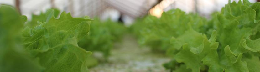 Doctorado en Nutricion y Alimentos