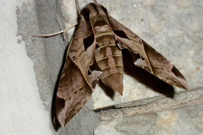 ¡No mates a las polillas! Académico