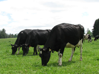 Sistemas de producción de leche a pastoreo, utilizando razas especializadas